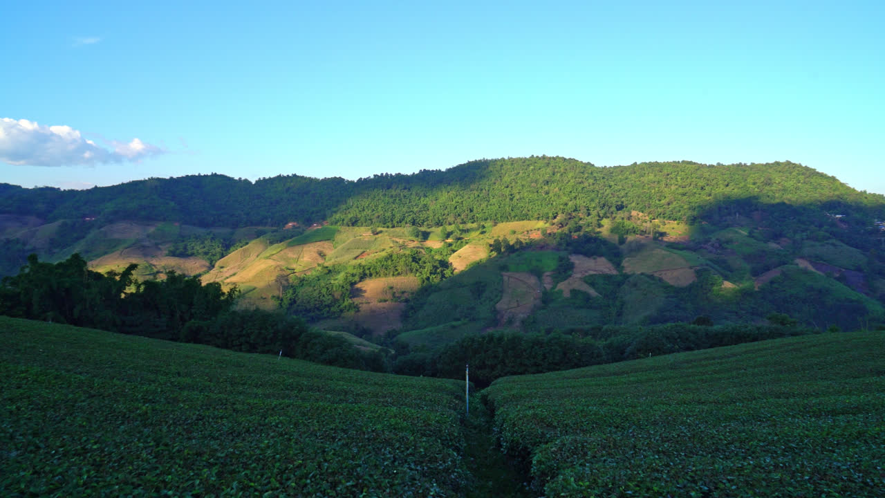 朝の山の茶畑