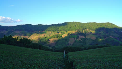 tea-plantation-on-mountain-in-morning