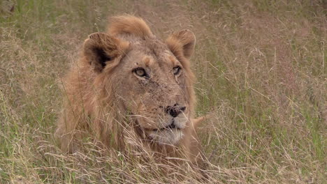 close-up of a male lion staring intently from the long grass on a windy day