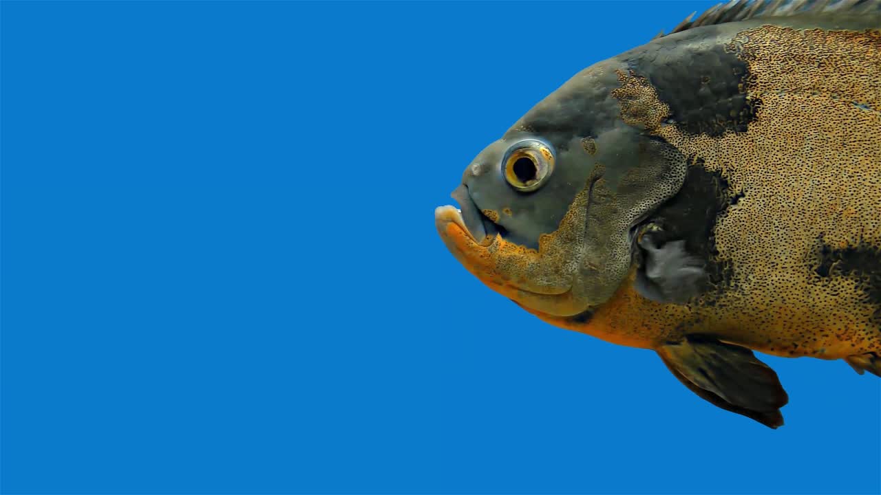 pez tropical del amazón - tigre oscar, fondo azul, pantalla azul