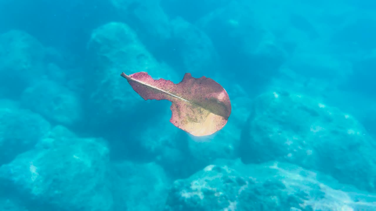 A single leaf drifts gently underwater among rocks in clear, turquoise waters near Phuket, Thailand