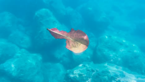 a single leaf drifts gently underwater among rocks in clear, turquoise waters near phuket, thailand