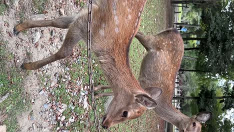 Cute-baby-deer-fawn-bowing-to-passing-tourists-in-Nara,-Japan