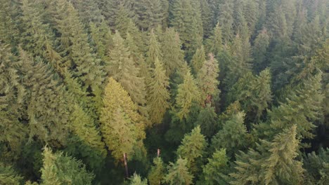 Drohnenaufnahmen-4k---Baumwipfel---Hohe-Bäume