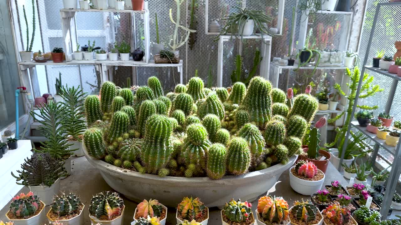cactus y suculentas en un invernadero