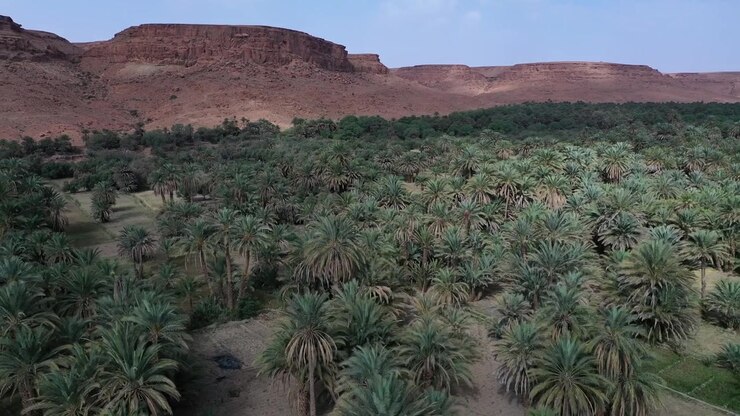 Drone low-altitude flight above the Tafilalt palm oasis, revealing one of Morocco's largest date palm forests and a remarkable cultural landscape in the southeastern desert.