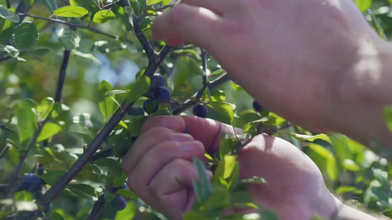 This is a farmer picking berries in the English Countryside in Summer