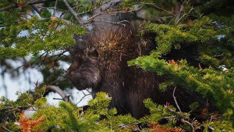 porcupine in a pine tree