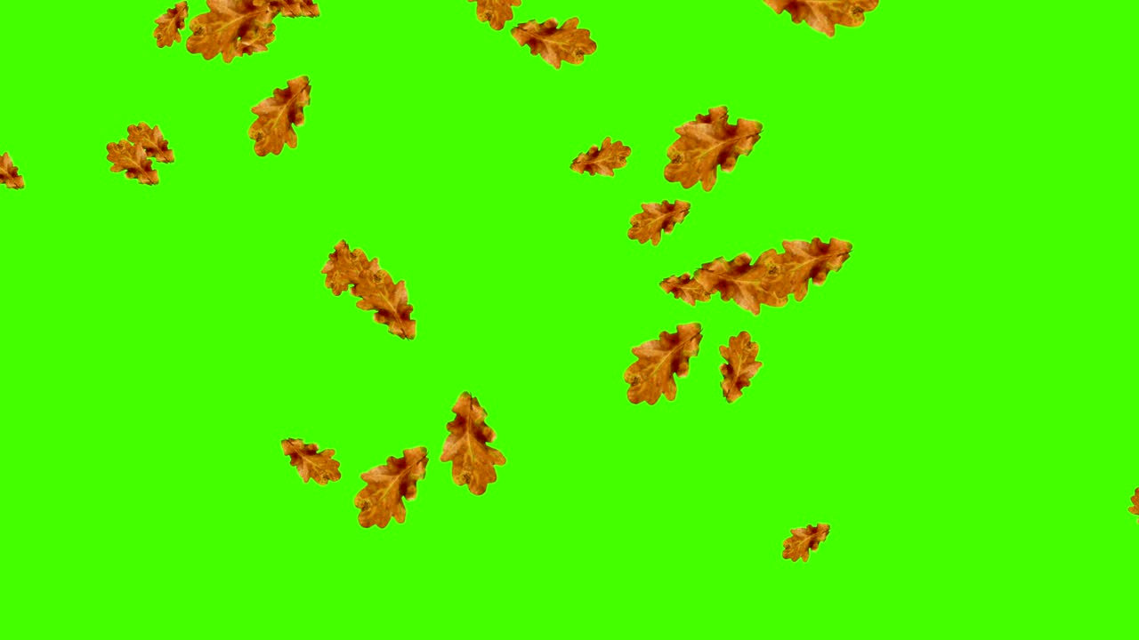 Loop di foglie autunnali che cadono, green screen chroma key