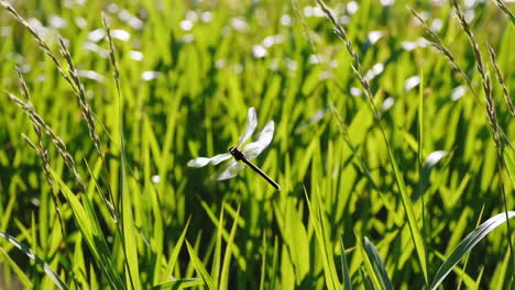 dragonfly in a grassy field