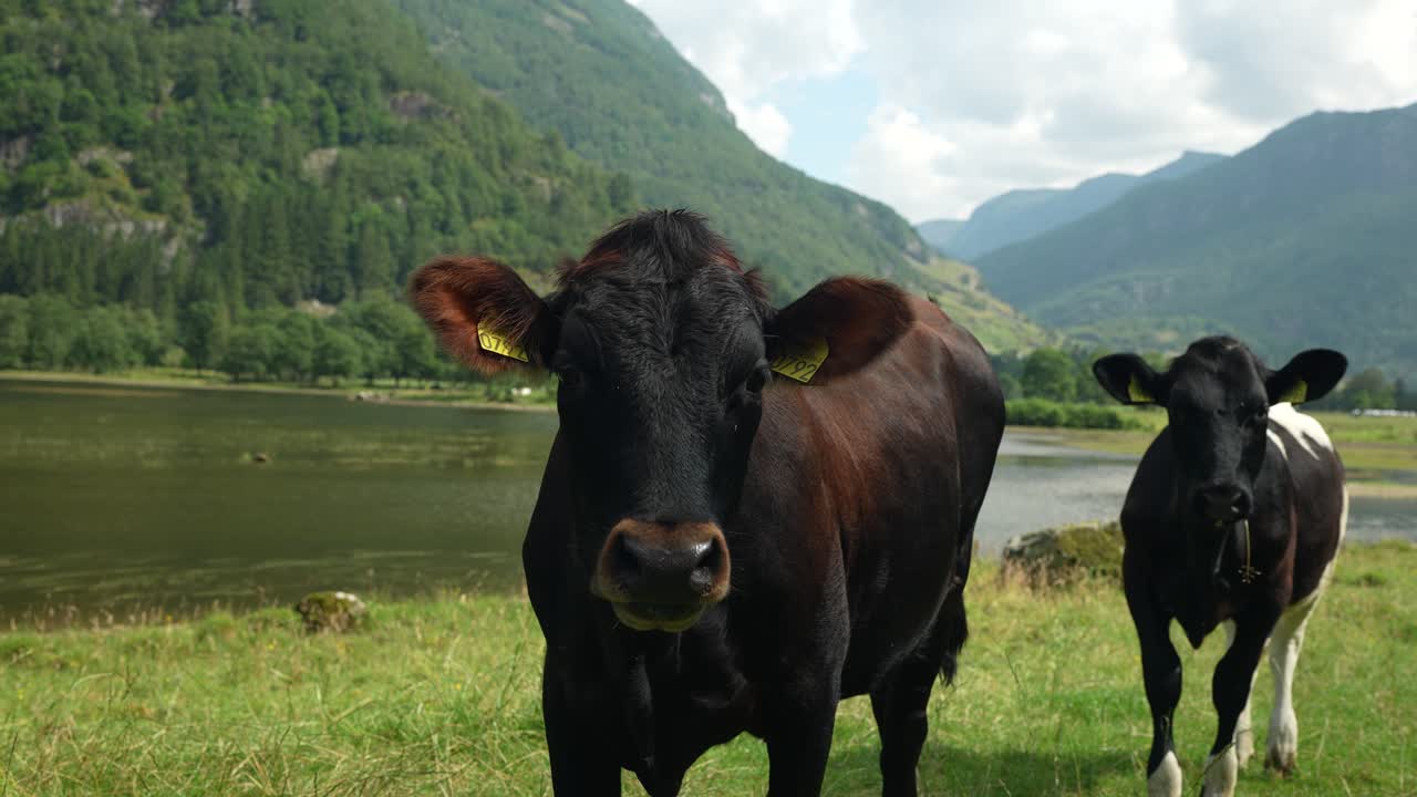 Due mucche pascolano in un verde prato vicino a un fiume calmo. Il sole splende sulle montagne circostanti, creando una tranquilla ambientazione rurale.