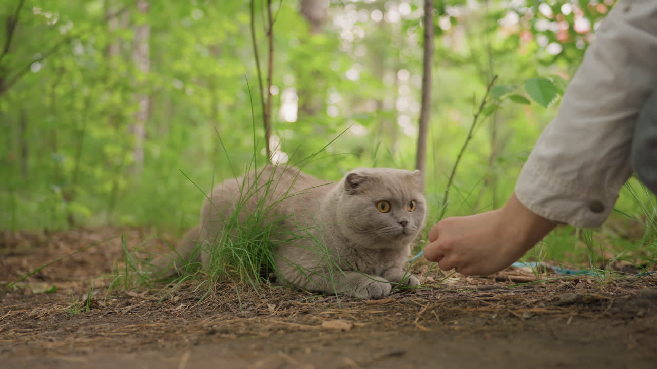Wary Gray Cat In Forest Owner Offers Treat Low Angle, Hand Extended, Leafy Ground, Dappled Sunlight, Slow Approach, Tense Curiosity, Natural Green Background, Gentle Bonding Moment