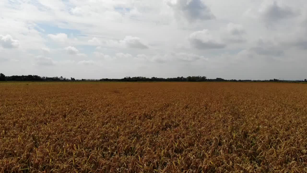 A drone flying nearly above a gold rice field in italy countryside