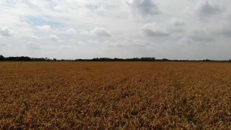 A-drone-flying-nearly-above-a-gold-rice-field-in-italy-countryside