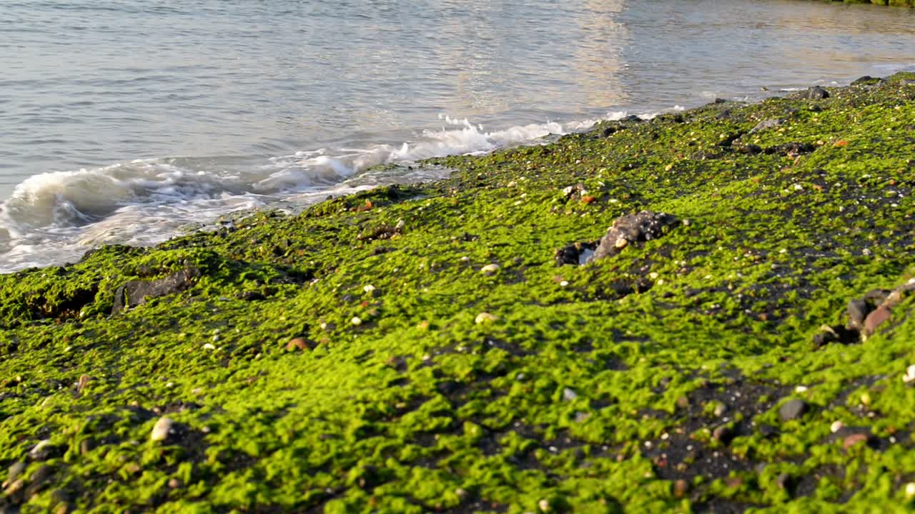 Piccole onde che si infrangono su rocce coperte di alghe sulla costa del Mare del Nord durante un tramonto vibrante