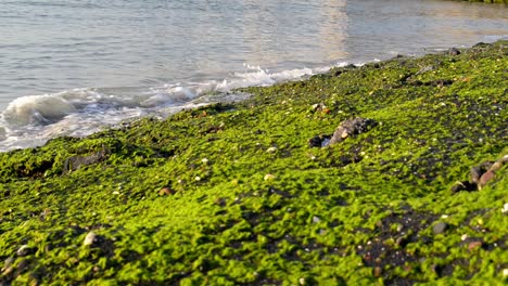 Small-waves-splashing-onto-algae-covered-rocks-at-the-north-sea-shore-during-a-vibrant-sunset