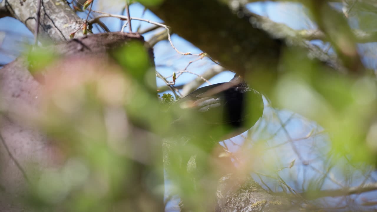Blackbird sits on a distant branch with green bushes and leaves, hopping and looking into the camera. The bird looks around its surroundings.