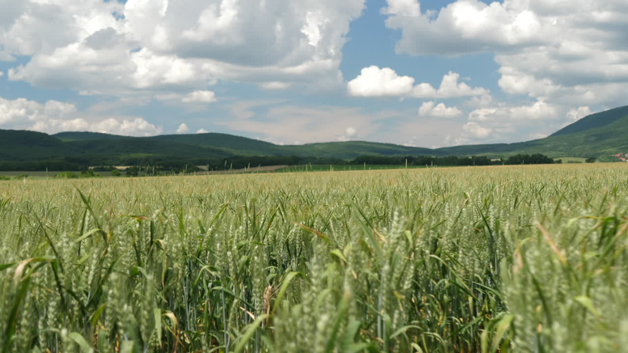 campo de trigo en verano en las montañas en el fondo del cielo con nubes