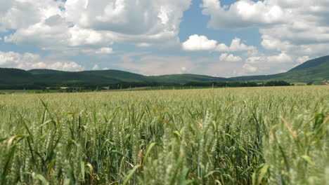 Campo-De-Trigo-En-Verano-En-Las-Montañas-En-El-Fondo-Del-Cielo-Con-Nubes