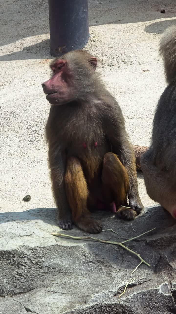 Close up of a Hamadryas baboon eating food in its sunny enclosure, showcasing the natural behavior of primates at the Seoul Grand Park Zoo