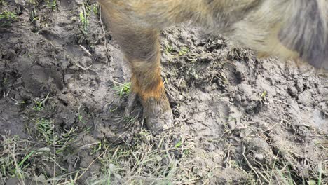 kune kune pig in the mud