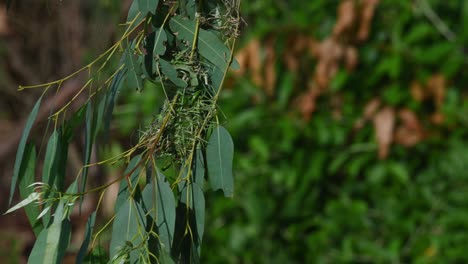 Unfinished-nest-moving-with-a-strong-wind-built-and-attached-to-a-eucalyptus-branch,-Asian-Golden-Weaver,-Ploceus-hypoxanthus,-Nest,-Thailand