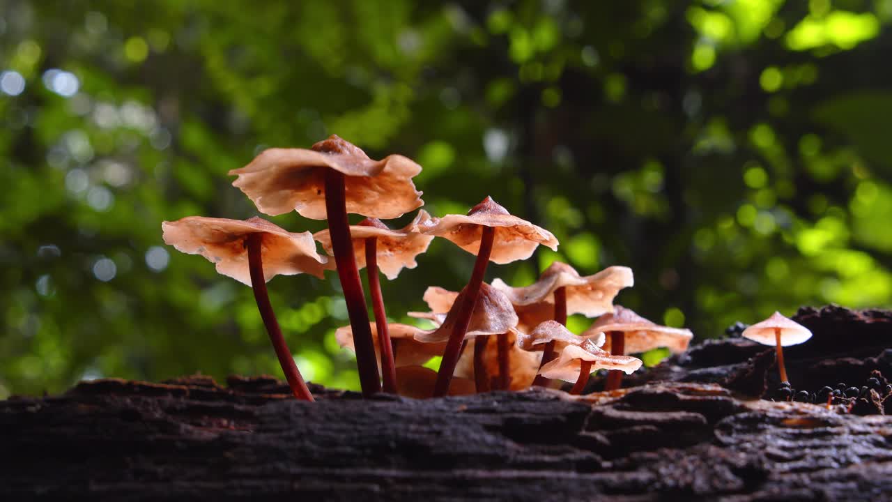 A decaying log hosts a family of magic mushrooms, spreading life across Peru’s jungle floor.