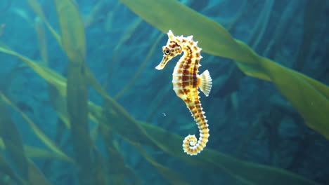 seahorse swimming among kelp