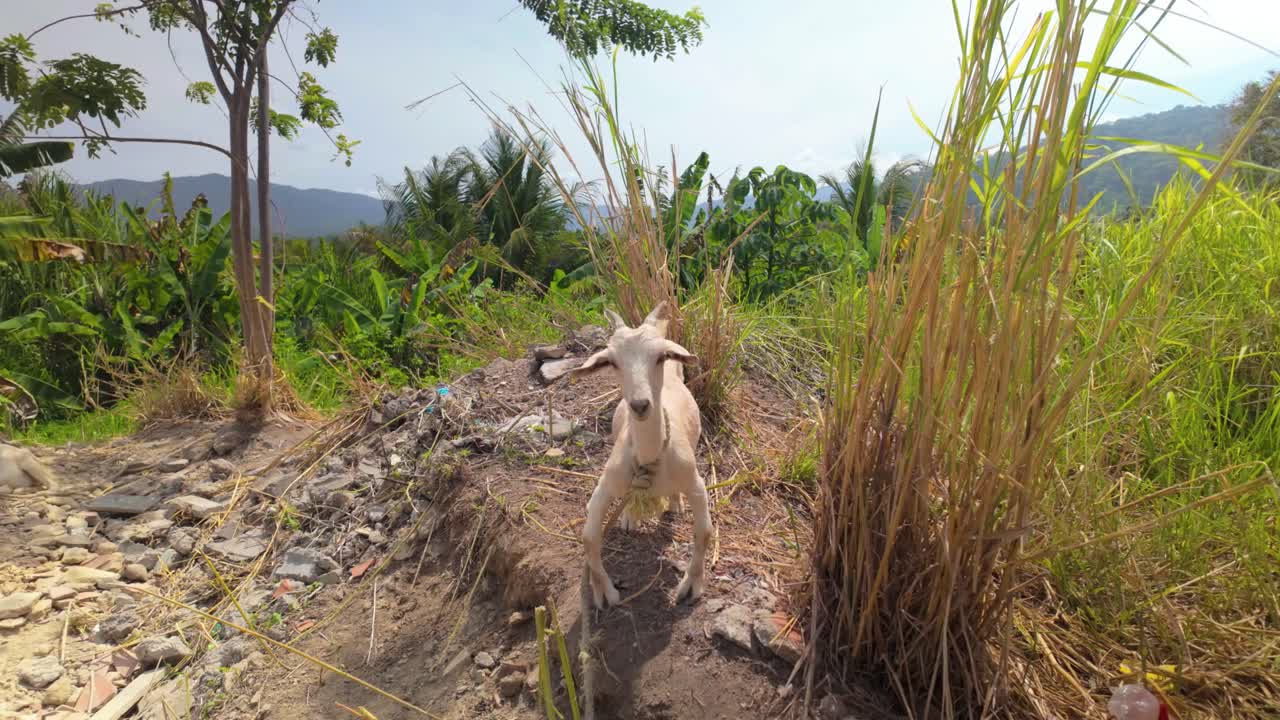 Approaching a beautiful and scared white goat with curved legs standing among grass and rocks. Rural hillside