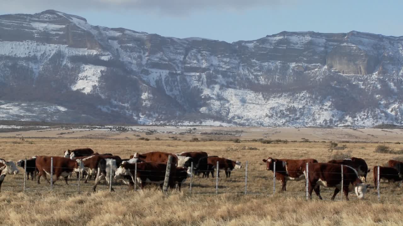 el ganado pasta en los campos en un rancho con fondo de montañas nevadas