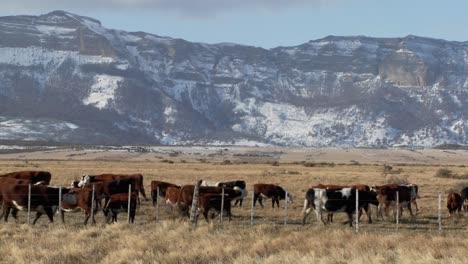 cattle graze in the fields on a ranch with snowy mountains background