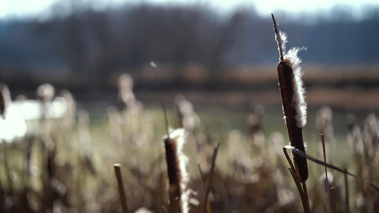 Close up of a typha waving and losing its pieces in strong wind