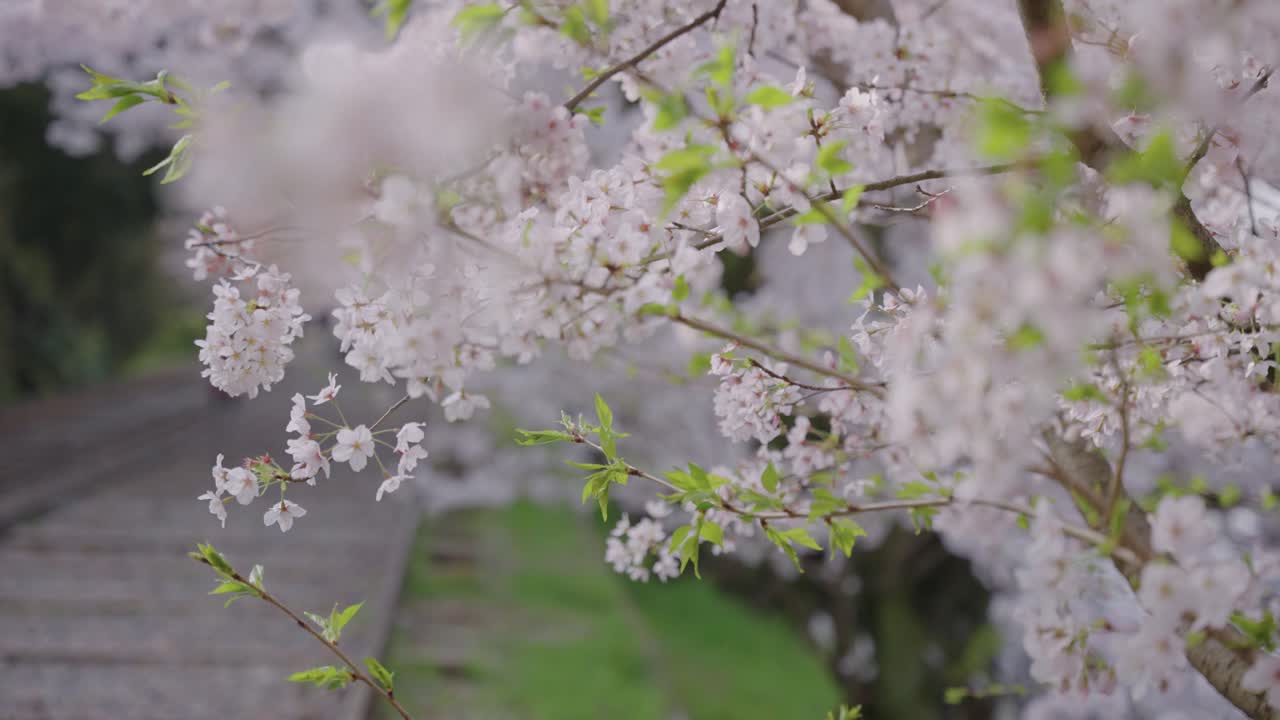 일본 교토 4월 게아게 경사면에 피는 벚꽃