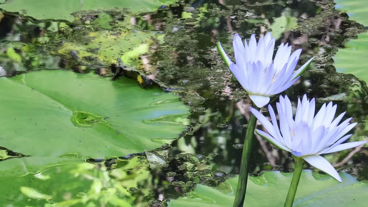 Close-up of a purple water lily surrounded by vibrant green lily pads in a tranquil pond setting.