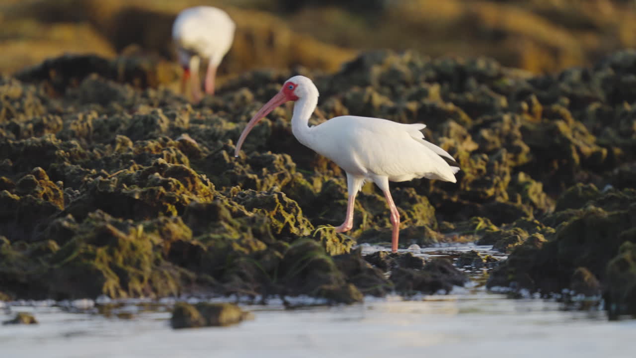 White Ibis Walking and Feeding Along Rocky Reef Shore
