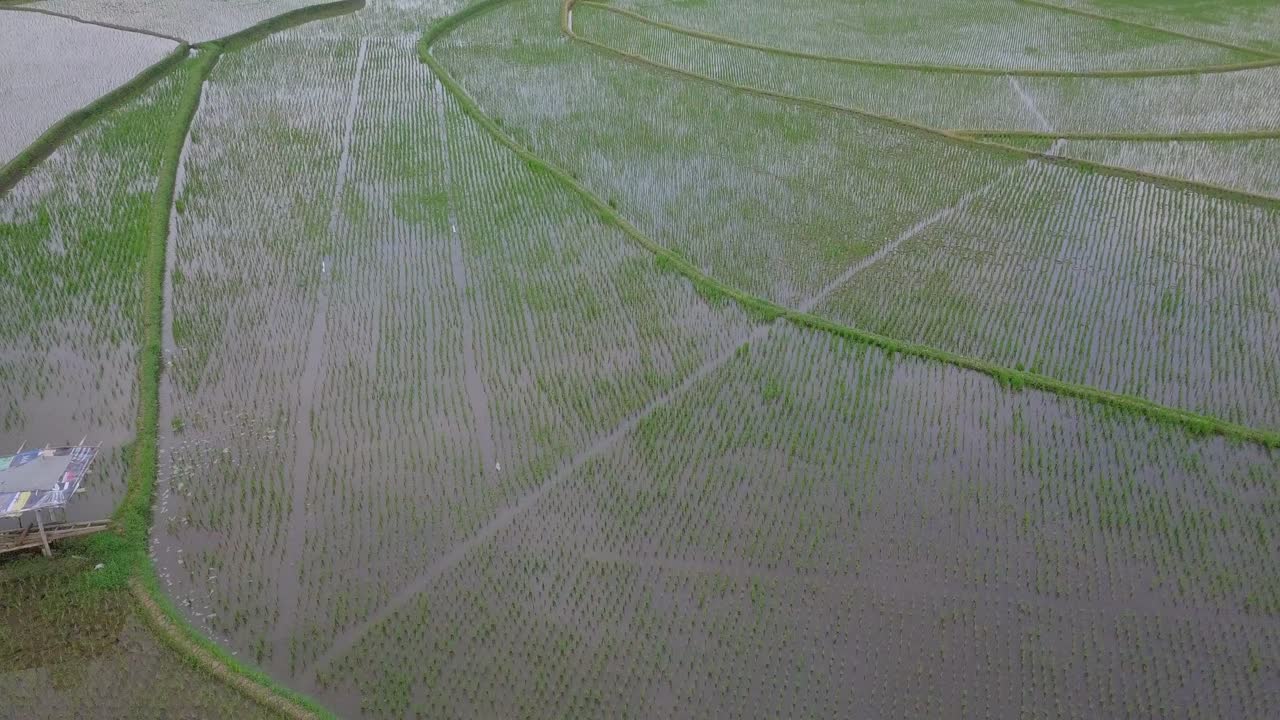 vista de pájaro de un campo de arroz inundado con una planta de arroz joven plantada