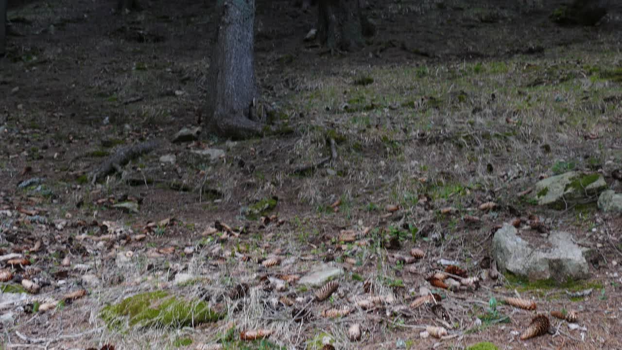 오래된 소나무 숲