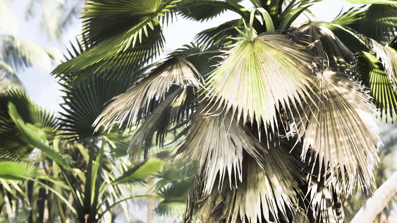 Vibrant palm trees basking in sunlight in a tropical paradise landscape