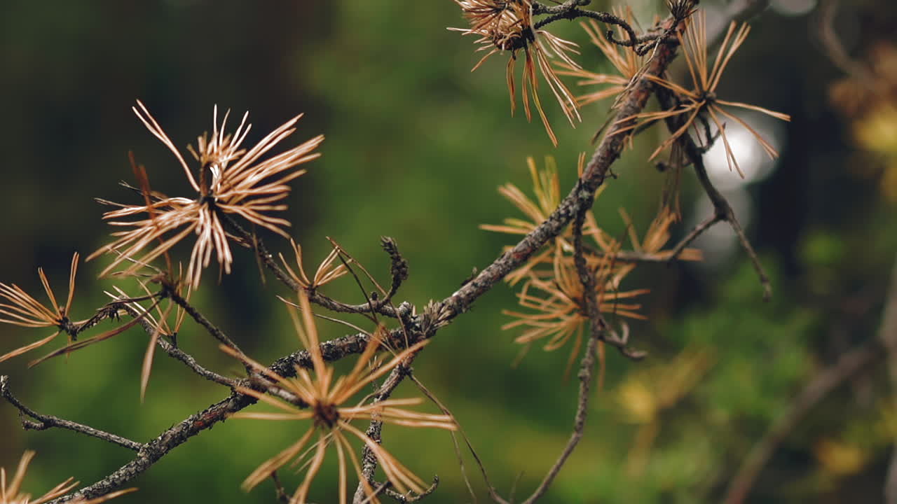 rama seca de árbol de coníferas con agujas amarillas en el bosque