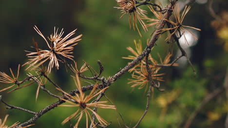 dry branch of coniferous tree with yellow needles in forest