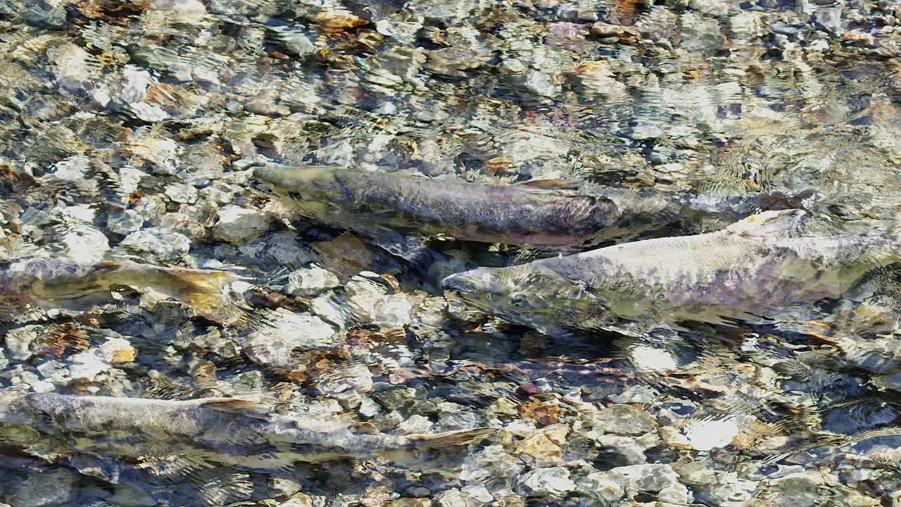 el salmón chum en deterioro espera en un arroyo poco profundo la oportunidad de desovar.