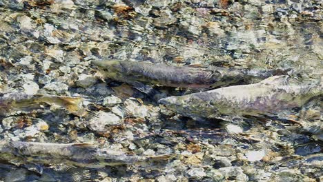 Deteriorating Chum Salmon wait in shallow stream for chance to spawn