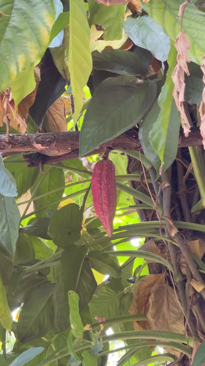 Single Red Cacao Pod Hanging on Tree Branch