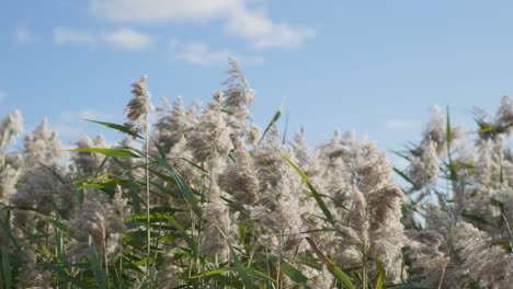 common reed swinging in the wind with blue sky and white clouds in the background