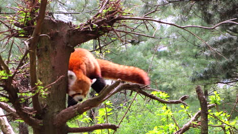 red panda climbing a tree