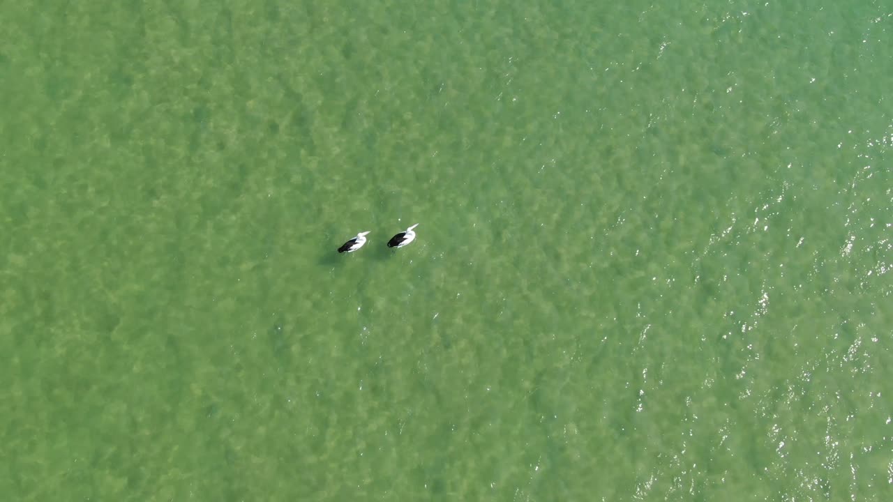 vista aérea de arriba hacia abajo ascendente sobre dos pelícanos