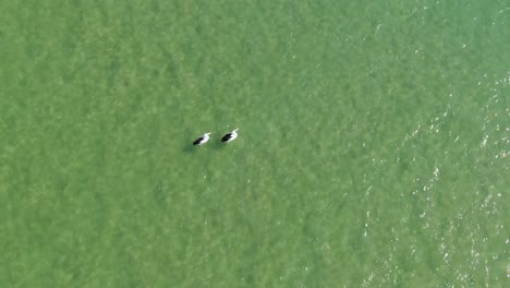 Aerial-top-down-ascending-view-over-two-pelicans