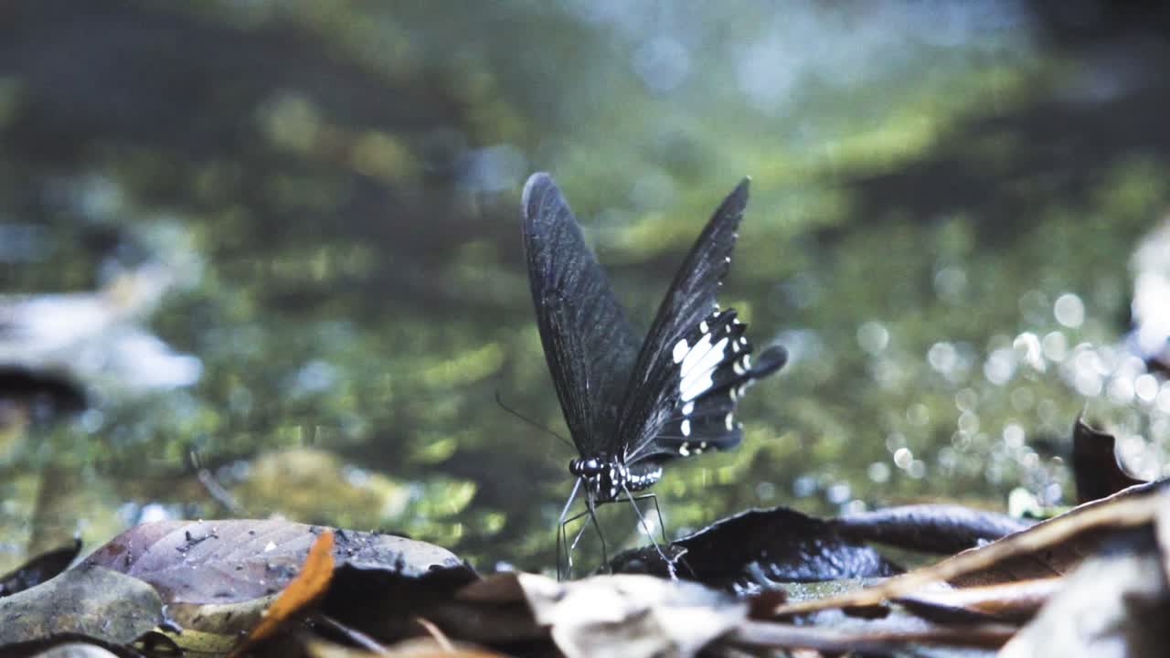 Sakte film av en svart sommerfugl som flagrer med sine delikate vinger mens den hviler på blader.