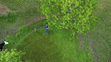 Hombre-Rastrillando-Hierba-Bajo-El-árbol-Con-Ganado-Lechero-En-Una-Granja-Rural