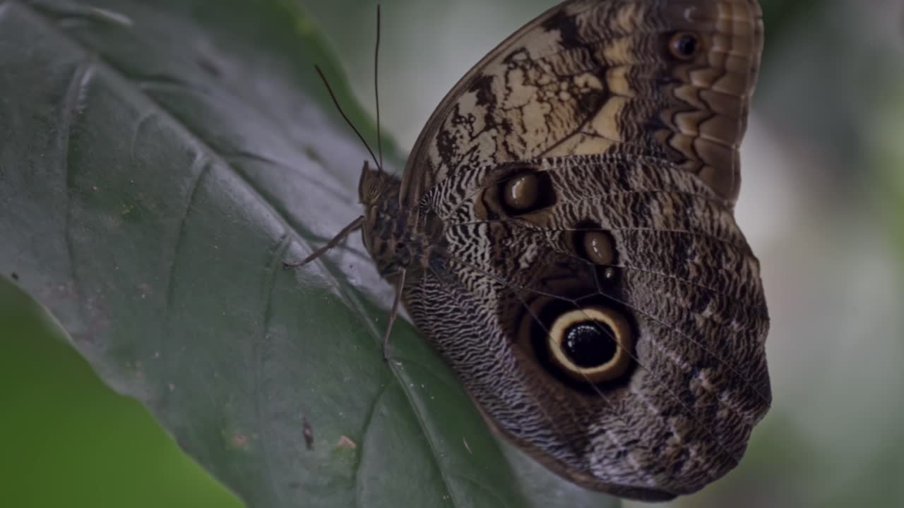 A close-up side profile of an Owl Butterfly (Caligo genus) at rest on a green leaf. Its wings are visible, featuring large, distinct eyespots that mimic an owl's eye